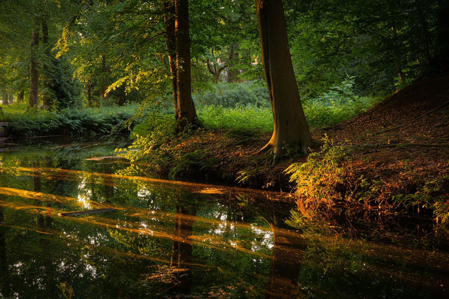 Sonnenlicht spiegelt sich auf einem ruhigen Teich, umgeben von Wald.